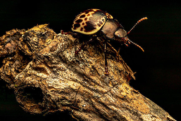 Brown Beetle in Rainforest (Peru)