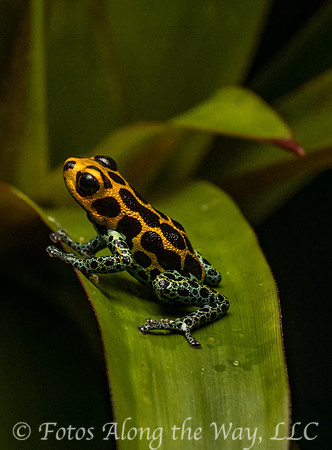 Mimic Poison Dart Frog (Peru)