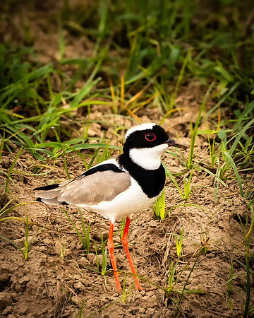 Pied Plover on Riverbank (Peru)