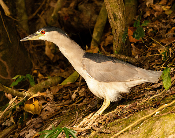 Black-crowned Night Heron (Peru)