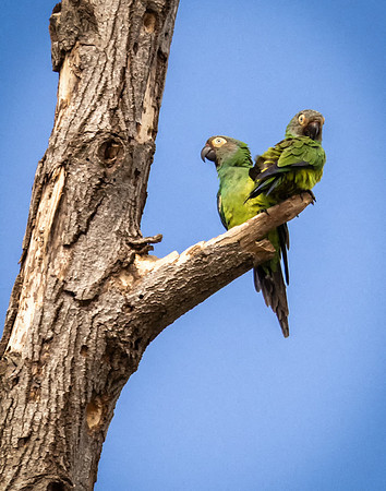 Two Amazon Parrots Perched (Peru)