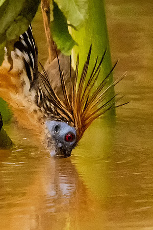 Hoatzin Taking a Drink of Water (Peru)