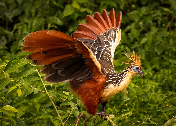 Hoatzin Taking Off (Peru)