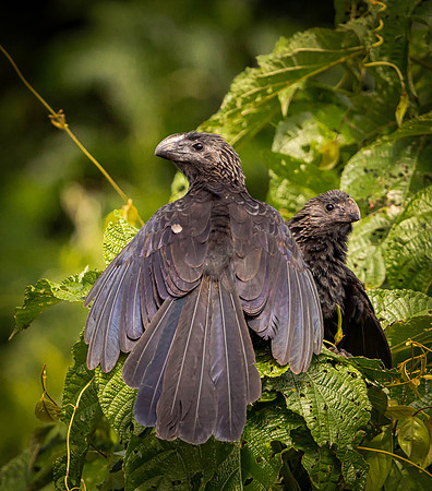 Two Perched Anis (Peru)