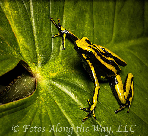 Three-striped Poison Dart Frog (Peru)