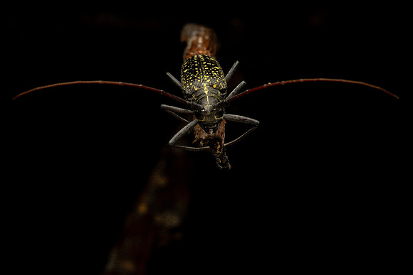 Spotted Long-horned Beetle (Peru)