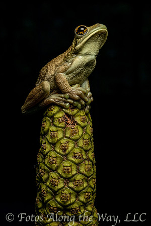Amazon Milk Frog on Stalk (Peru)