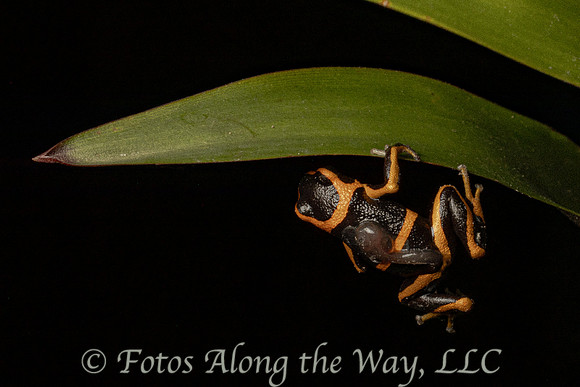 Summers' Poison Dart Frog with Larva on Back (Peru)