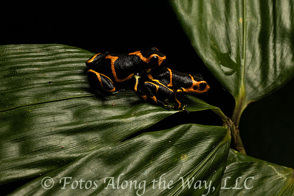 Summers' Poison Dart Frog Pair  (Peru)