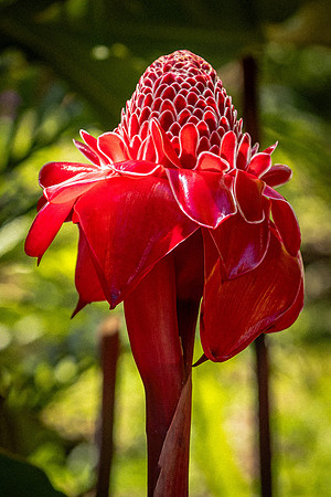 Red Ginger Plant in Bloom (Peru)