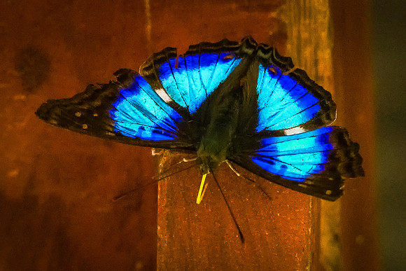 Blue Morpho Butterfly with Tongue Out (Peru)