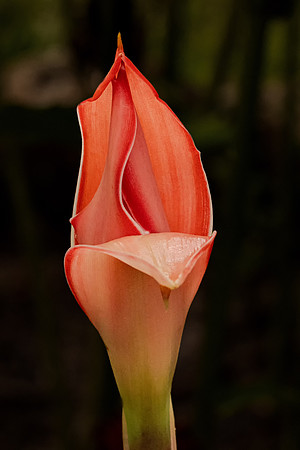 Ginger Plant Flowering (Peru)