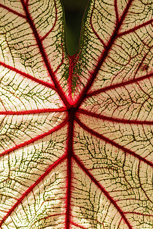 Caladium Leaf (Peru)