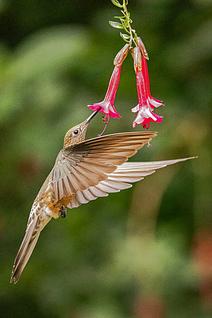 Giant Hummingbird on Red Flower (Peru)