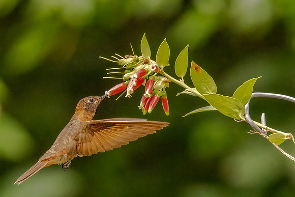 Sunbeam Hummingbird (Peru)