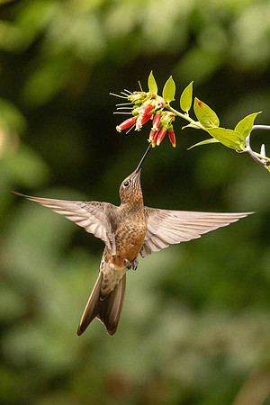 Giant Hummingbird Feeding on Small Red Flower (Peru)