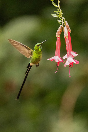 Black-tailed Trainbearer (Peru)