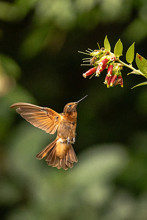 Sunbeam Hummingbird Approaching (Peru)
