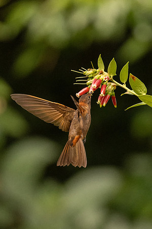 Sunbeam Hummingbird Feeding (Peru)