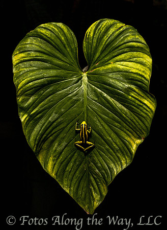 Three-striped Poison Dart Frog Clinging to Large Leaf (Peru)