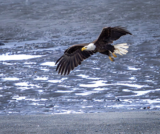 Bald Eagle in Flight at Low Tide (Alaska)