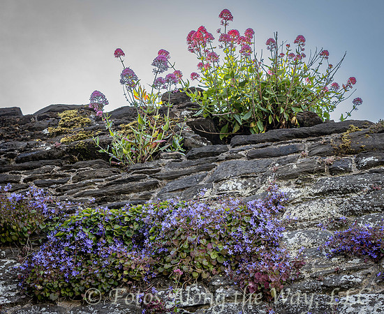Flora on Castle Wall