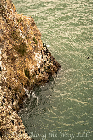 Cormorant Sea Cliff Rookery (California)