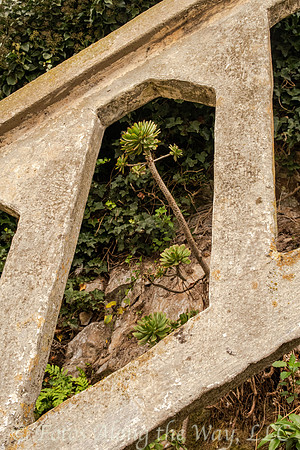 Plant through Stair Window (California)