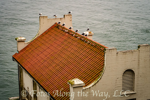 Western Gulls on Tile Roof (California)