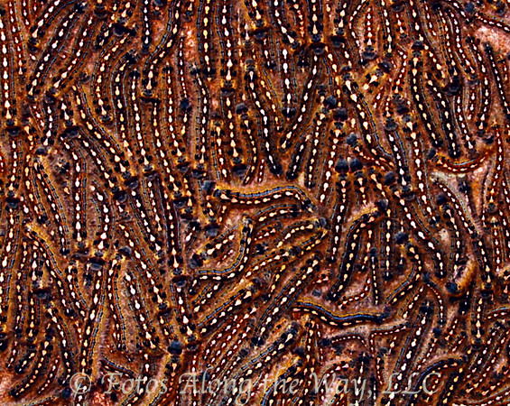 Caterpillar Colony (Texas)