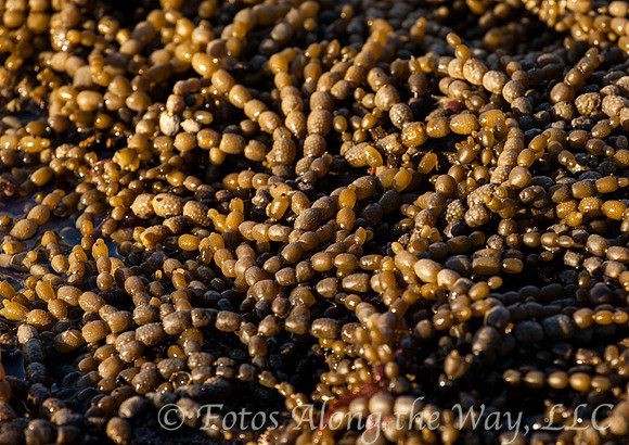 Sea Vegetation (New Zealand)