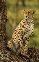 Big Cats
