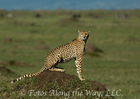 Photo by Michael K. McDermott