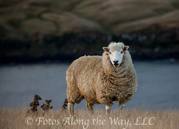 Photo by Michael K. McDermott