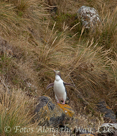 Yellow-eyed Penguin (New Zealand)