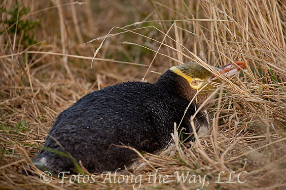 Yellow-eyed Penguin (New Zealand)