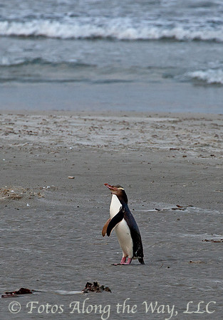 Yellow-eyed Penguin (New Zealand)