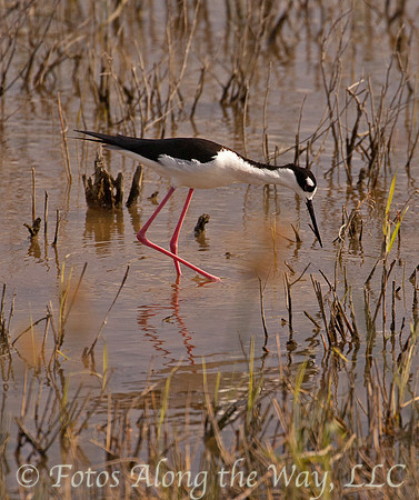 Black-winged Stilt (Texas)