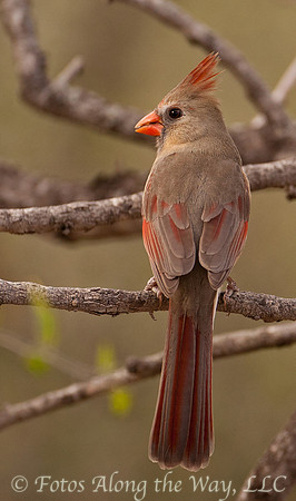 Cardinal - female (Texas)
