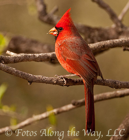 Cardinal - Male (Texas)