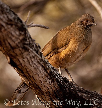 Chachalaca (Texas)