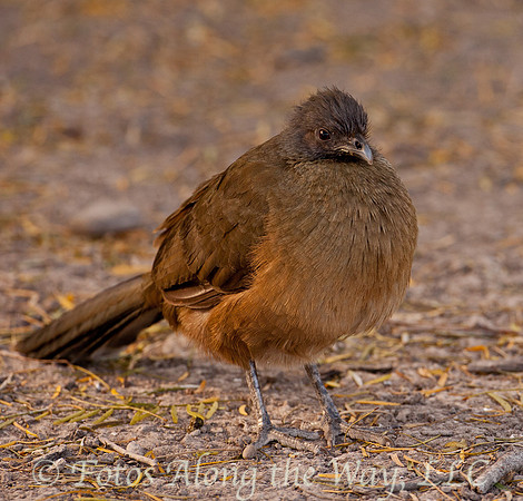 Chachalaca (Texas)