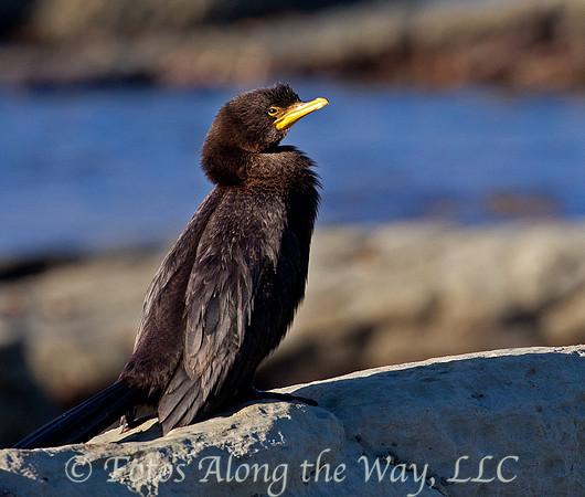 Little Black Cormorant (New Zealand)
