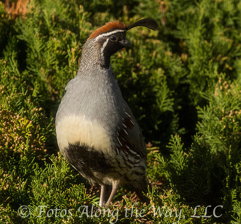 Gambel's Quail (Arizona)