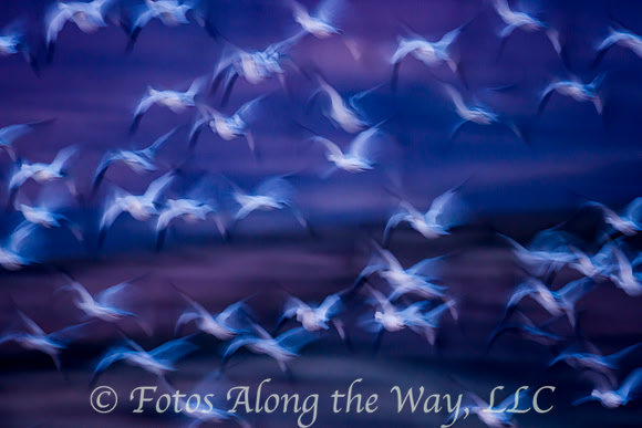 Snow Geese in Flight (New Mexico)