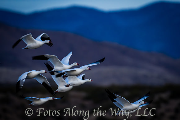Snow Geese in Flight (New Mexico)