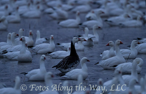 Snow Geese (New Mexico)