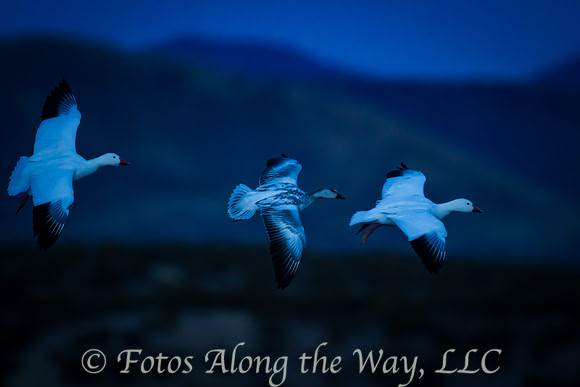 Snow Geese in Flight (New Mexico)