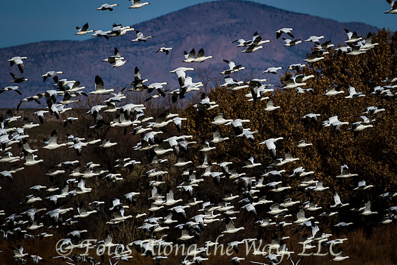 Snow Geese in Flight (New Mexico)