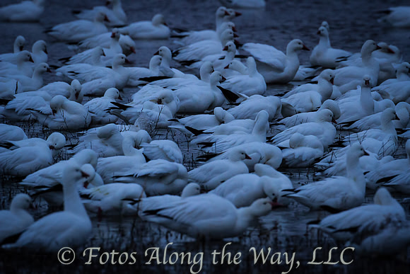 Snow Geese on a Cold Morning (New Mexico)